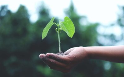Zoom sur un moteur de recherche qui plante des arbres !